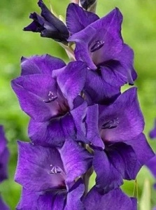Gladiola Purple Flora (7 bulbi) bulbi gladiole flori mari catifelate violet inchis, una dintre cele mai frumoase varietati, Agrosem - Img 4