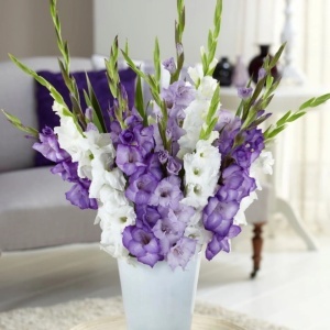 Gladiole Duo Blue & White (10 bulbi) gladiole flori mari, amestec de doua culori, violet-albastrui si alb, Kertimag - Img 2
