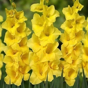 Gladiole Duo Blue & Yellow (10 bulbi) gladiole flori mari, amestec de doua culori, albastru-mov intens si galben, Kertimag - Img 2