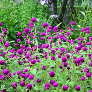 Gomfrena violet (0,25 g) seminte planta ornamentala anuala Gomphrena globosa, flori globulare purpurii pentru uscat, Kertimag - Img 3