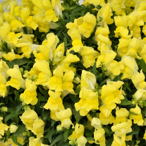 Gura Leului pitica galbena (0,3 g), seminte Antirrhinum majus nanum, planta decorativa perena, flori galbene, inflorire abundenta, Agrosem
