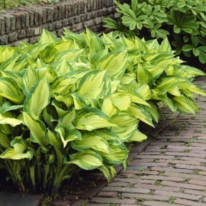 Hosta green & yellow (1 bulb) bulbi Hosta cu frunze bicolore verde cu galben, flori delicate, Agrosem - Img 5