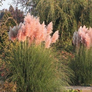 Plante de Iarbă de Pampas înalte, flori roz