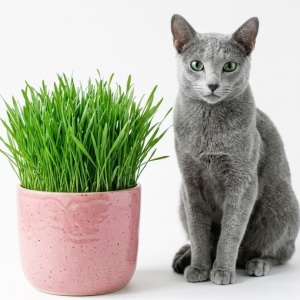 Iarba pentru pisici - Cat Grass (25 g) seminte iarba pentru digestia si sanatatea pisicilor, Legutko