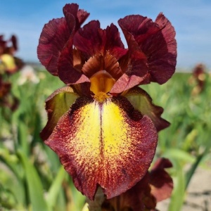 Iris germanica Bronze (1 bulb) Iris cu flori superbe in nuante de bronz, maro-auriu, galben, Kertimag