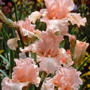 Iris germanica Pink (1 bulb) Iris cu flori pastelate roz, petale ondulate, Kertimag - Img 4