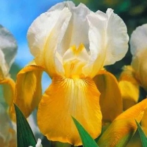 Iris germanica White-Yellow (1 bulb) Iris cu flori bicolore luminoase, alb cu galben, Kertimag