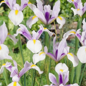 Iris Hollandica Carmen (10 bulbi), bulbi iris olandez, stanjenei flori mari, combinatie alb-mov, Agrosem - Img 2