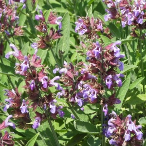 Jales de Gradina - Salvie (1 g) seminte planta medicinala si aromatica perena Salvia officinalis, Kertimag - Img 3