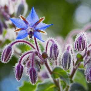 Limba mielului (1 g), seminte planta aromatica medicinala anuala Borago officinalis, frunze si flori pentru salate, Agrosem - Img 1