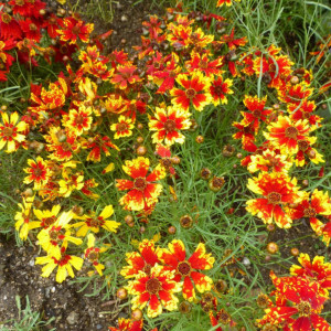 Lipscanoaie mix (0,3 g), seminte planta decorativa anuala Coreopsis tinctoria, flori uni sau bicolore, Agrosem - Img 2