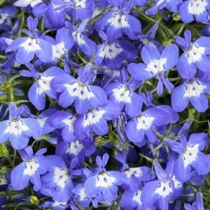 Lobelia albastra (0,25 g), seminte Lobelia erinus pitica, inflorire abundenta toata vara, Kertimag - Img 2
