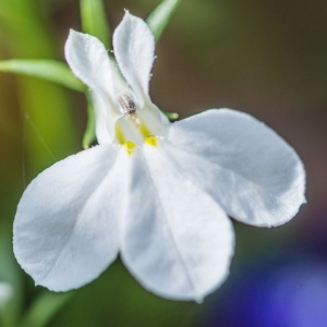 Lobelia Cascade alba (0,2 g) seminte Lobelia erinus curgatoare, inflorire abundenta, Opal - Img 3