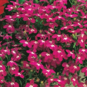 Lobelia rosu-carmin (0,1 g) seminte Lobelia erinus pitica flori magenta aprins, Legutko