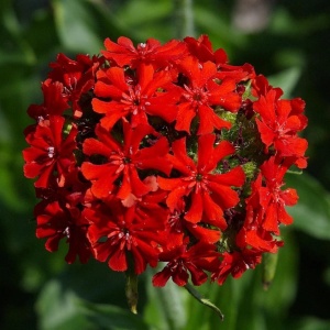 Lychnis chalcedonica - Floarea de Ierusalim (3 g) seminte planta perena rustica Arsinic, flori globuri rosu aprins, Kertimag