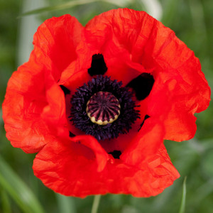 Mac rosu (0,05 g), seminte planta ornamentala perena rustica Papaver orientale, flori rosu intens, Agrosem