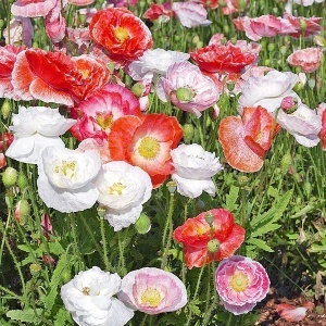 Maci Shirley - Mak Polny (1 g) seminte Papaver rhoeas cu flori simple si duble, diverse culori, Legutko - Img 2