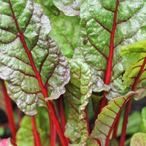 Mangold Rhubarb Chard (5 g) seminte soi decorativ si gustos, petiol rosu intens, frunze verde inchis, ondulate, Legutko - Img 2