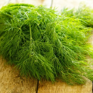 Marar (2 g), seminte planta aromatica anuala Anethum graveolens, pentru aromatizarea mancarurilor, Prima Sementi