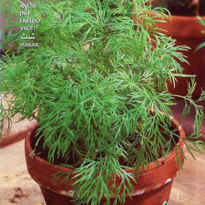 Marar comun (10 g), seminte planta aromatica marar, aroma specifica puternica, Raci Sementi - Img 2