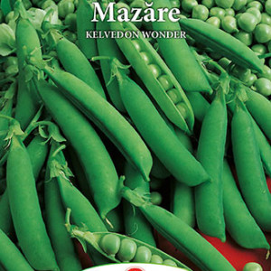 Mazare de gradina Kelvedon Wonder (20 g), seminte soi timpuriu, mazare boabe foarte gustoase, Prima Sementi - Img 2