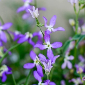 Micsunele violet (1 g), seminte Matthiola longipetala cu flori violet foarte parfumate, Kertimag