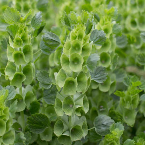 Molucela (0,4 g), seminte planta ornamentala anuala Molucella laevis, flori clopotei irlandezi, mici, tubulare, verzi, Agrosem - Img 1