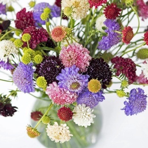 Muscata Dracului mix - Driakiew Wdowka (0,5 g) seminte Scabiosa atropurpurea, flori colorate melifere, Legutko - Img 3