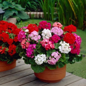 Muscate mix (0,1 g) seminte Pelargonium hortorum diverse culori, Opal - Img 2