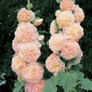 Nalba de gradina Chater's salmon (0,5 g) seminte Alcea rosea flori mari duble roz-orange somon, asemanatoare bujorilor, Legutko - Img 3
