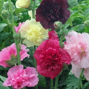 Nalba de gradina Summer Carnival (0,5 g) seminte Alcea rosea soi premiat, flori mari duble, asemanatoare bujorilor, Legutko