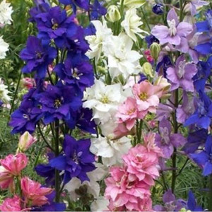 Nemtisori anuali (0,5 g), seminte Delphinium ajacis cu flori mari, impresionante, Kertimag