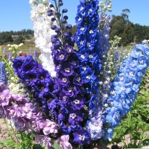 Nemtisori pereni (0,25 g), seminte Delphinium cultorum, flori inalte, rezistente, Kertimag - Img 2