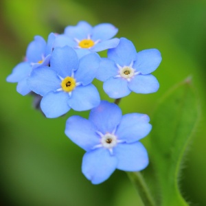 Nu ma uita (0,25 g), seminte Myosotis sylvatica, flori mici, albastre, Kertimag - Img 2