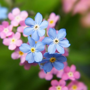 Nu Ma Uita mix - Niezapominajka alpejska (0,5 g) seminte Myosotis alpestris, flori mici albastre, albe si roz deschis, Legutko - Img 2