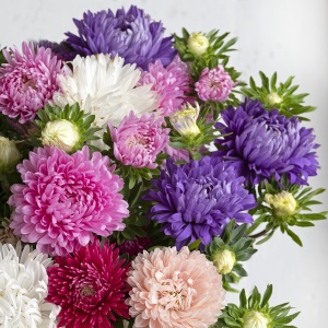 Ochiul Boului Gigant King Size mix - Aster Chinski (0,5 g) seminte Callistephus chinensis flori masive batute, Legutko