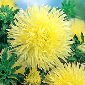 Ochiul Boului Harz galben (0,3 g), seminte Aster, planta decorativa anuala Callistephus chinensis, flori mari, petale ascutite, Agrosem