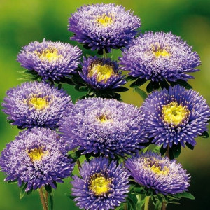 Ochiul Boului Princess albastru (0,3 g), seminte Aster, planta decorativa anuala Callistephus chinensis, flori extrem de atractive, Agrosem