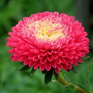 Ochiul Boului Princess rosu (1 g), seminte Aster, planta decorativa anuala Callistephus chinensis, Kertimag