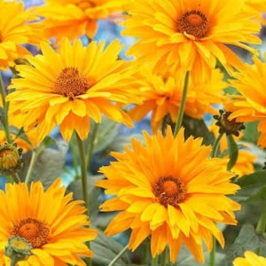 Flori galben-aurii de Ochiul Boului Sunflower, Heliopsis scabra