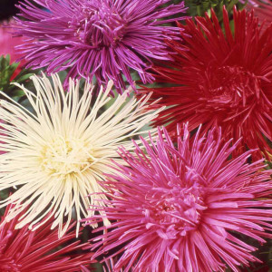Ochiul Boului Unicum mix (0,7 g), seminte Aster, planta decorativa anuala, flori mari, petale ascutite, Opal