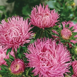 Ochiul Boului Unicum roz (1 g) seminte Aster Callistephus chinensis cu flori mari, petale ascutite, Kertimag - Img 2