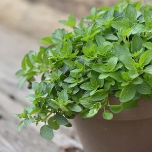 Oregano (0,1 g) seminte planta aromatica perena Origanum vulgare, Mefim Agro - Img 4