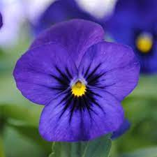Panselute albastre (0,1 g), seminte pansele Viola witrockiana, flori colorate albastru-violet, Agrosem