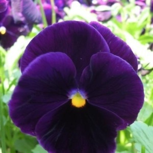 Panselute Swiss Giants Bergwacht (0,25 g) seminte pansele Viola witrockiana, flori foarte mari, mov cu centrul negru, Kertimag - Img 2
