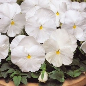 Panselute Swiss Giants White Lady (0,25 g) seminte pansele Viola witrockiana, flori foarte mari albe, Kertimag - Img 2