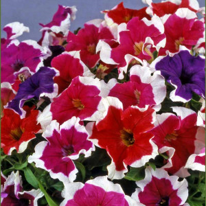 Petunie cascada mix (0,2 g) seminte Petunia hybrida, petale colorate cu margini albe, Opal