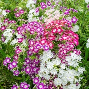 Phlox Stelat mix - Floks (0,5 g) seminte Phlox drummondii Stellar, flori stelate nuante vibrante, Legutko - Img 4