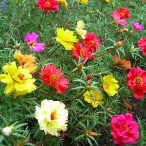 Portulaka Flori de Piatra mix (0,5 g) seminte Portulaca grandiflora culori intense, inflorire spectaculoasa, Legutko - Img 2