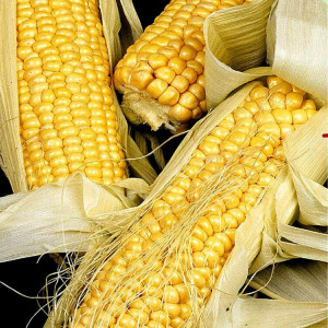 Porumb super dulce Gucio F1 (3 g), seminte porumb zaharat hibrid semitimpuriu, boabe dulci, suculente, Agrosem